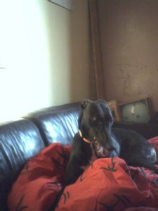 Ally lounging on her dog sofa, c.2003