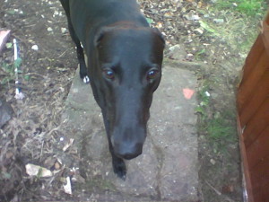 Dylan, the greyhound, looking into the camera