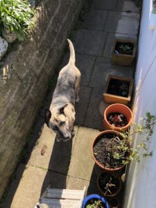 Our dog, looking up at me on a ladder